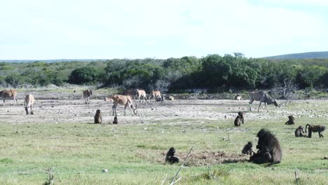 a herd of eland grazing in a dry river bed with baboons foraging in the foreground