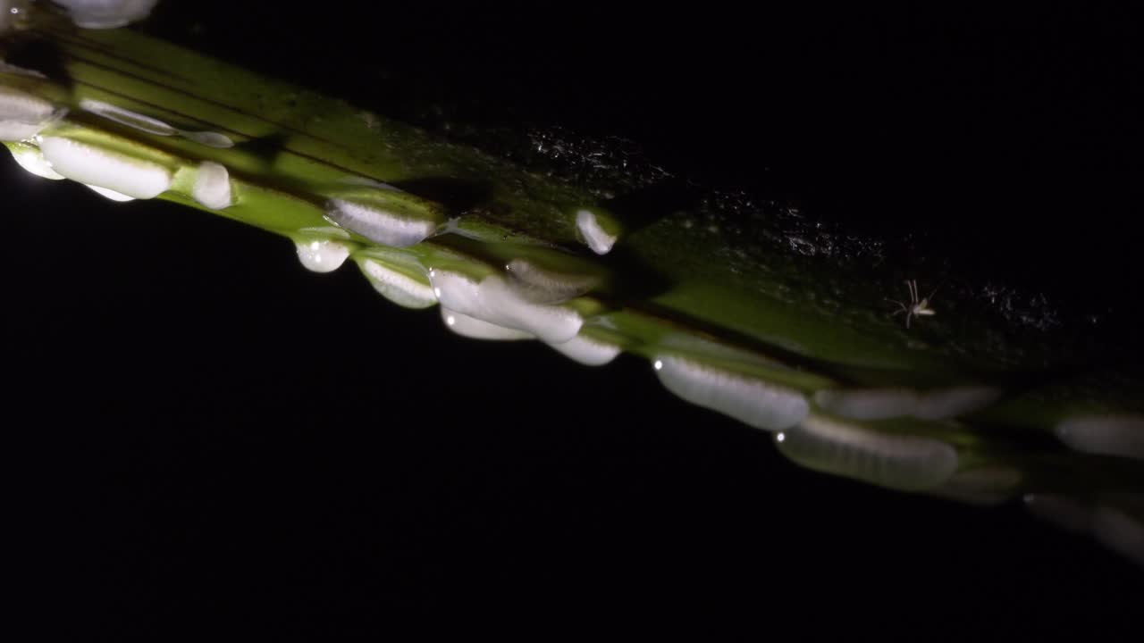 Beetle Coleoptera larvas moving slow upside down on green branch at night - full