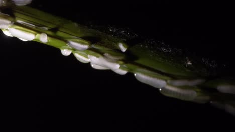 beetle coleoptera larvas moving slow upside down on green branch at night - full