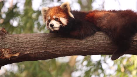 panda roja tendida en una rama de árbol, mirando con curiosidad