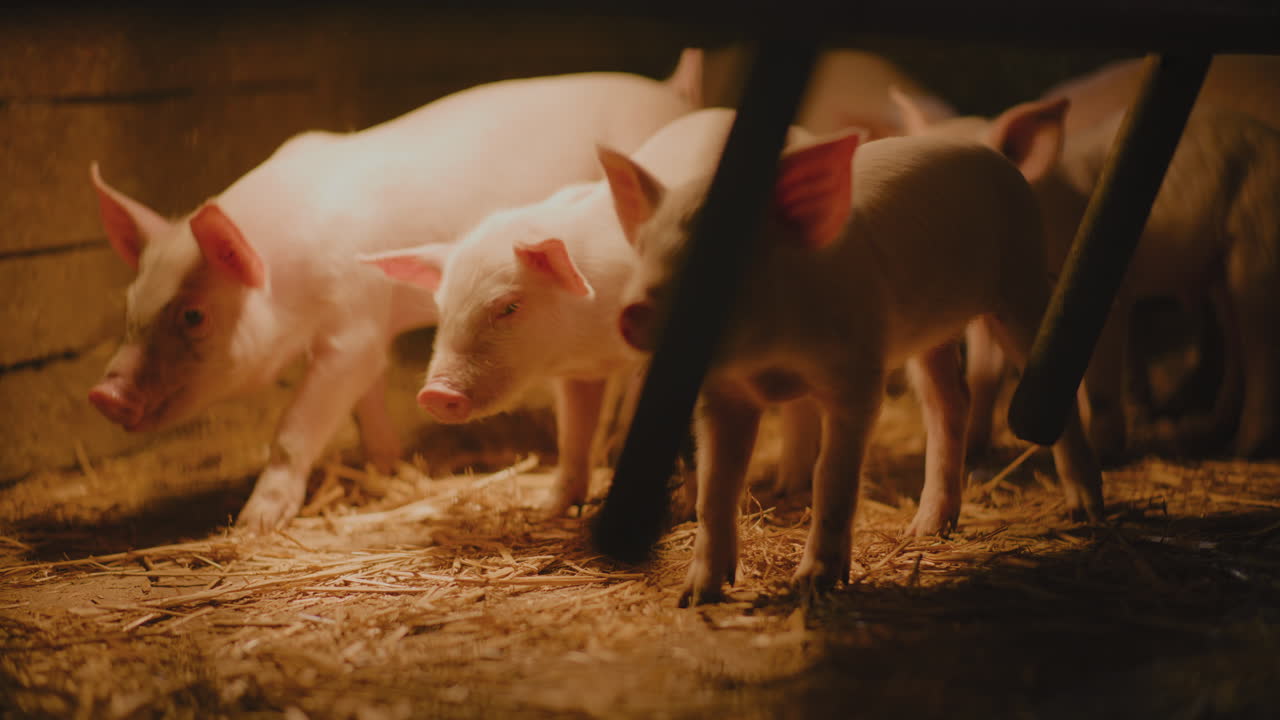 농장 에 있는 새끼 돼지