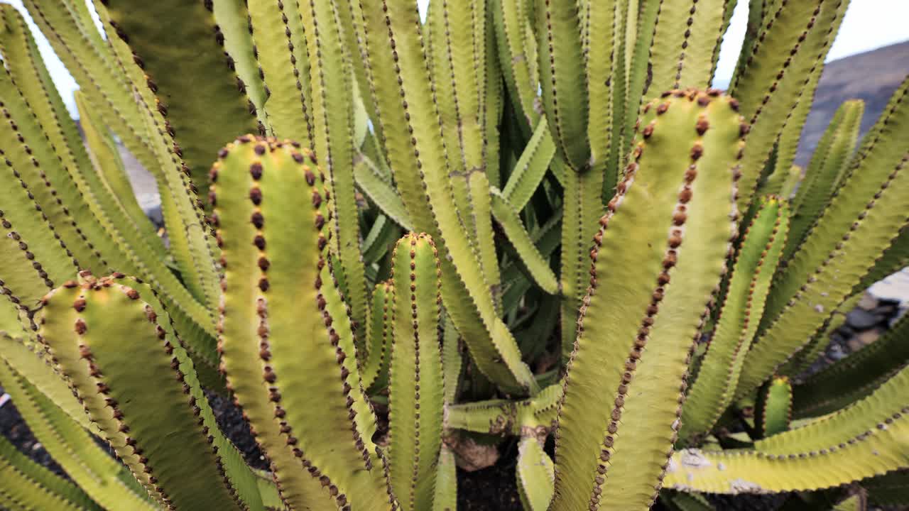 Close perspective of tropical cactus plant highlights its ribbed, spiny surface