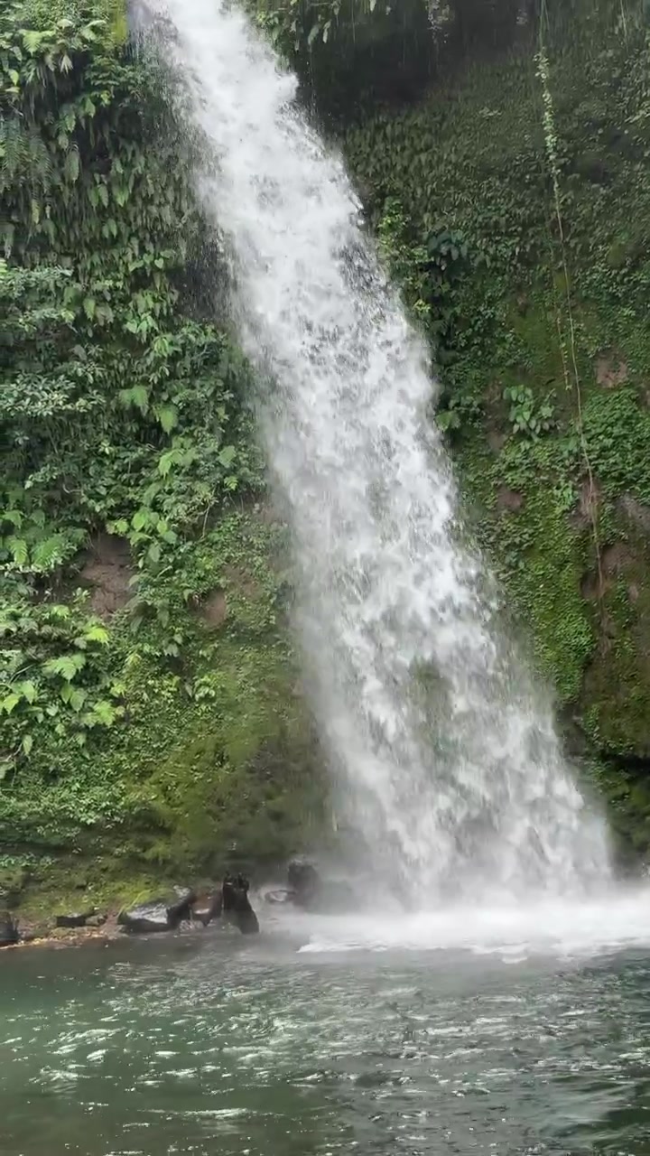 Air Terjun Indah Mengalir ke Kolam Berbatu di Hutan Lebat