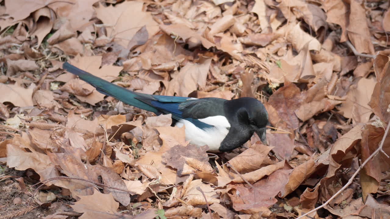 단풍 아래 땅에 다람쥐가 저장한 견과류를 구하는 유로아시안 까치, 숲에서 새가 먹이를 약탈하다