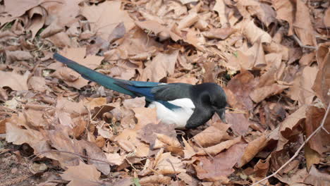 urraca euroasiática forrajeando nueces almacenadas por ardilla en un suelo bajo hojas de otoño, aves saquean comida en el bosque