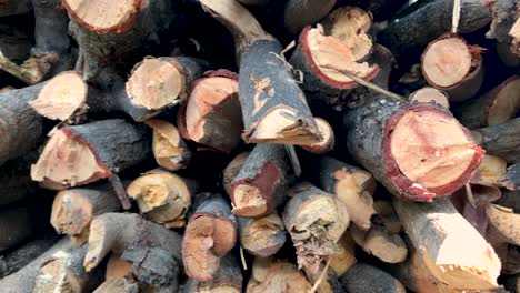 Panning shot of Pile of woods storage