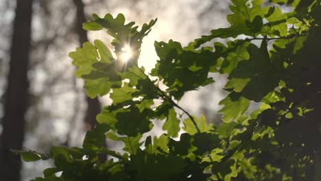 Green-leafy-coriander-plant-fresh-morning-ray-hitting