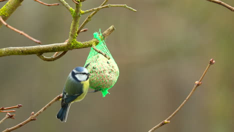 eine blaumeise pickt das essen von einem meiseknödel, der an einem baum hängt