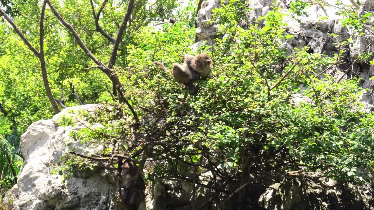 Group of wild monkeys playing and splashing in the water at Monkey Island in Nha Trang, Vietnam. Macaques play freely on Island and do cliff jumping