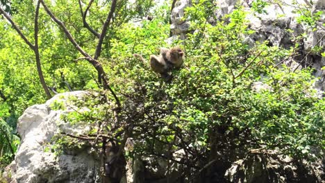 group of wild monkeys playing and splashing in the water at monkey island in nha trang, vietnam. macaques play freely on island and do cliff jumping