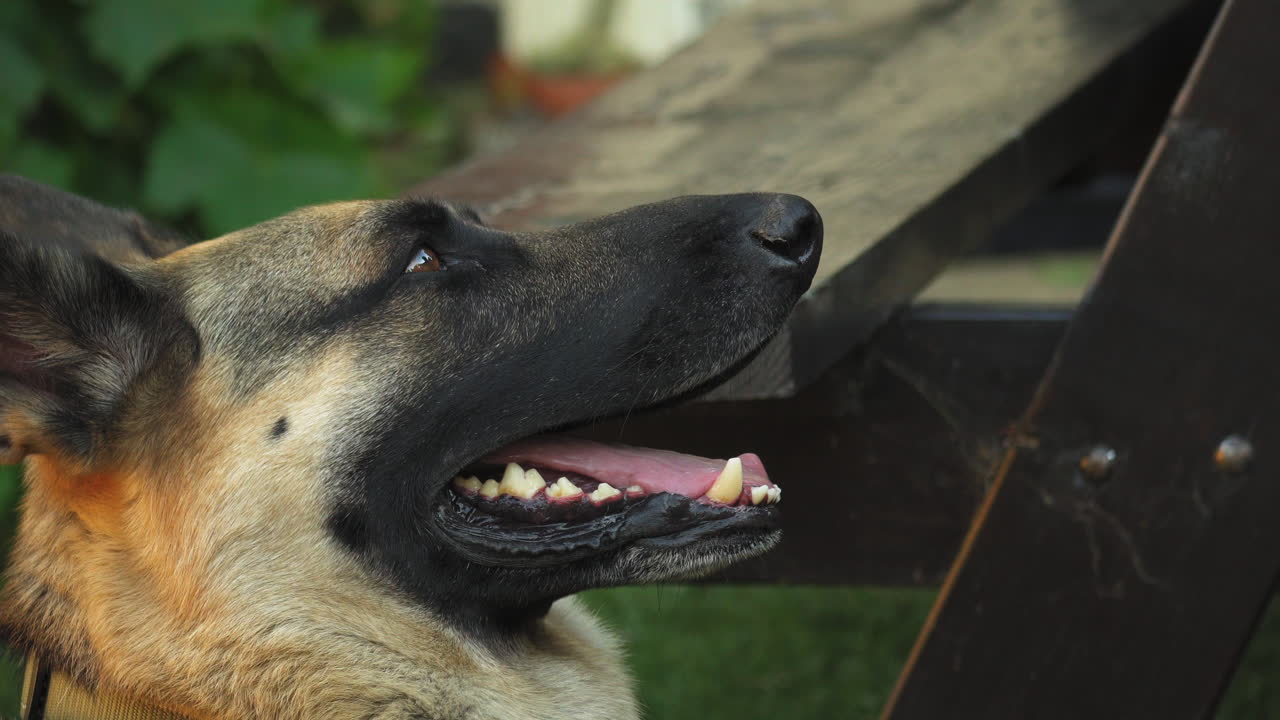 Loyal German Shepherd Portrait, Static Shot