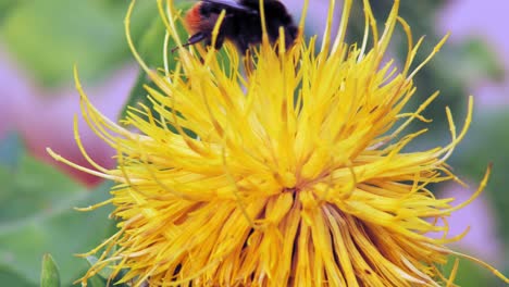 a bumble bee lands on a yellow dandelion flower in search for food and flies away