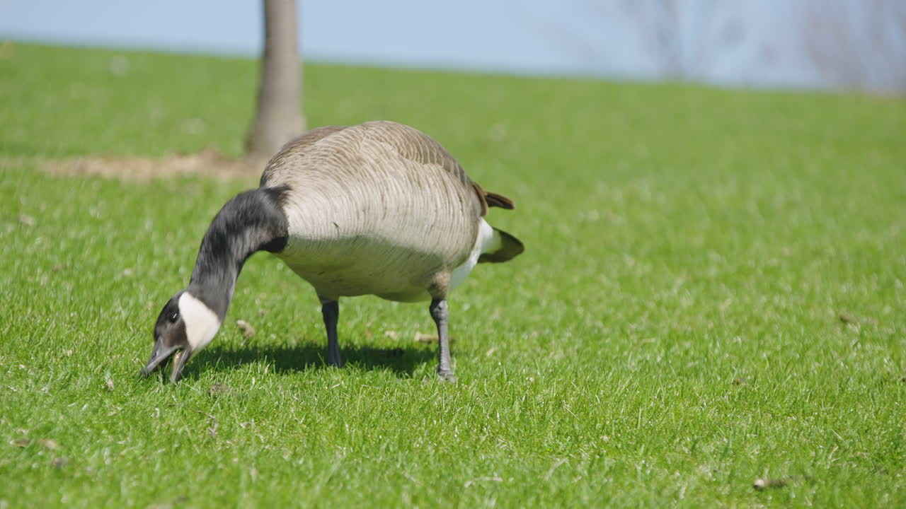 Single Canada Goose Graze On Grass At Bayfront Park In Hamilton, Ontario, Canada. - closeup shot