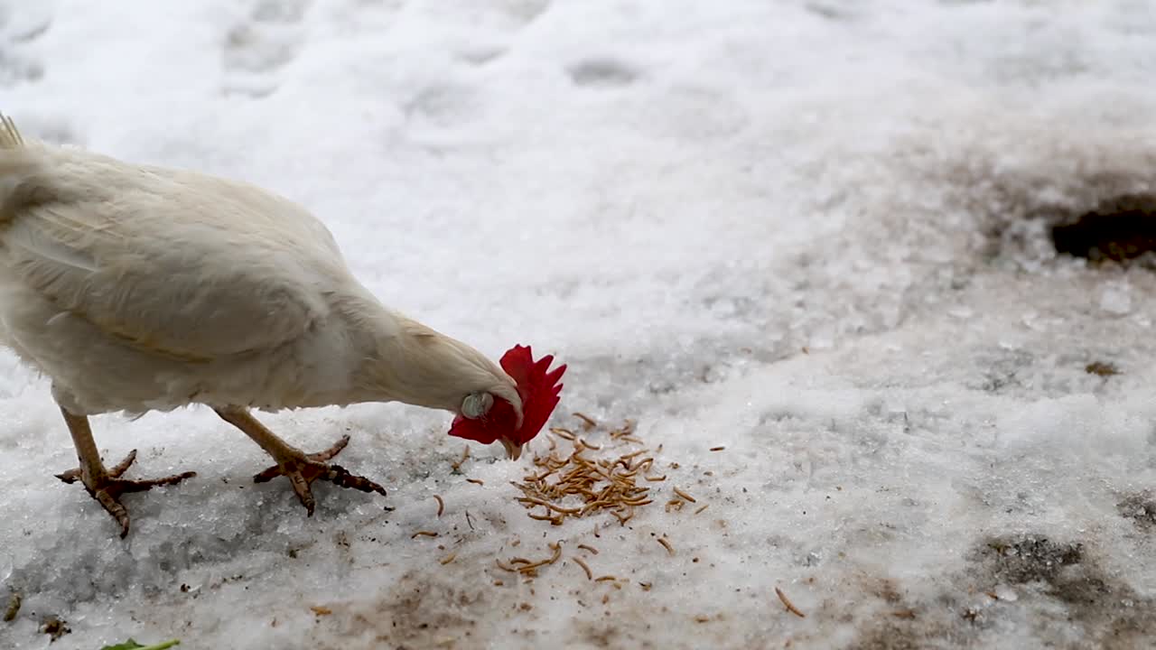 Chicken Running To Chicken Feed In The Winter In Slow Motion Free Stock ...