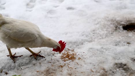 chicken running to chicken feed in the winter in slow motion