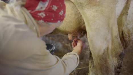 The-family-cows-teats-are-washed-and-inspected-by-the-farmer,-the-milkmaid