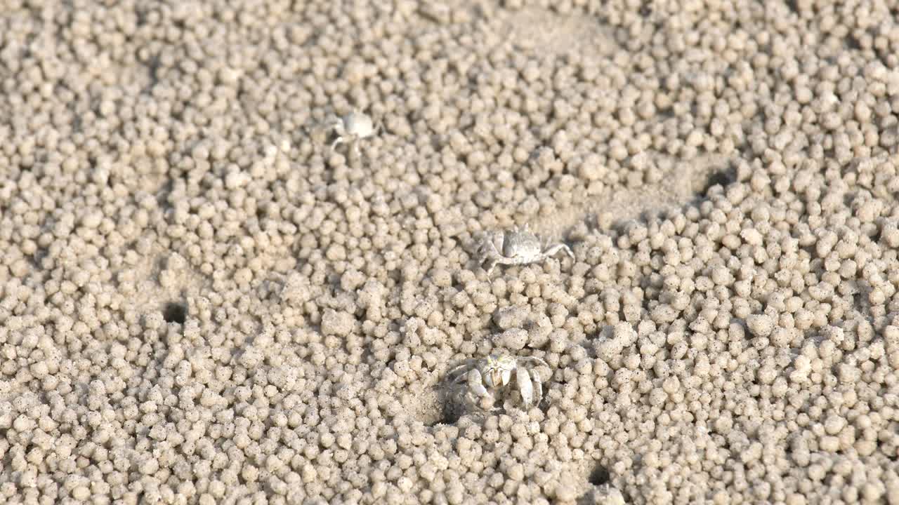 모래 버블러 크래브