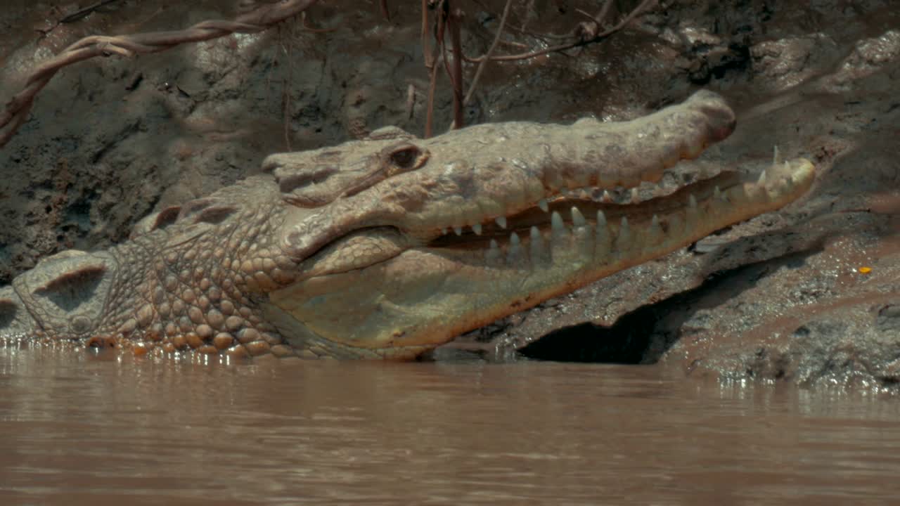 Costa Rica Crocodile spotted on a river tour