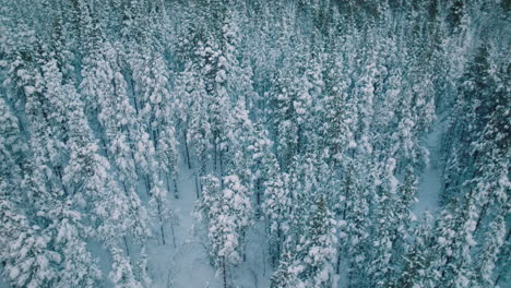 snow-covered forest at winter in lapland, finland