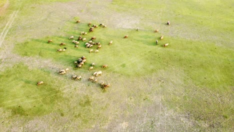 Drone-De-Vista-Aérea-De-Una-Manada-De-Búfalos-De-Agua-Pastando-En-Un-Campo-De-Hierba