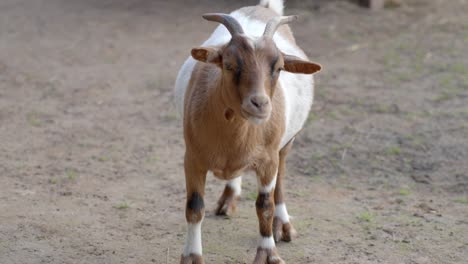 Close-up-of-goat-shaking-its-head-in-open-space