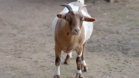 close up of goat shaking its head in open space