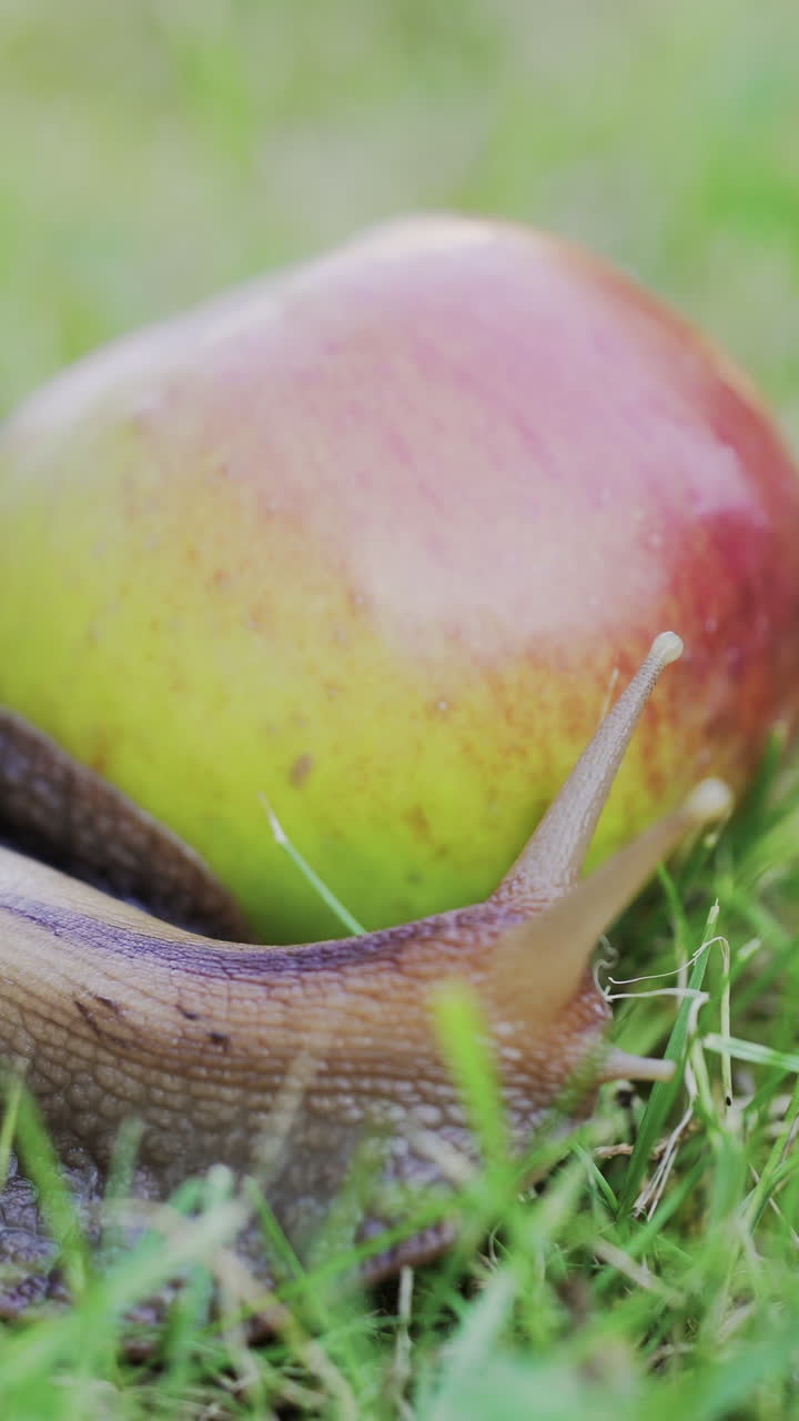 Large snail crawling in the garden. Giant snail Achatina is the largest land mollusk Vertical video