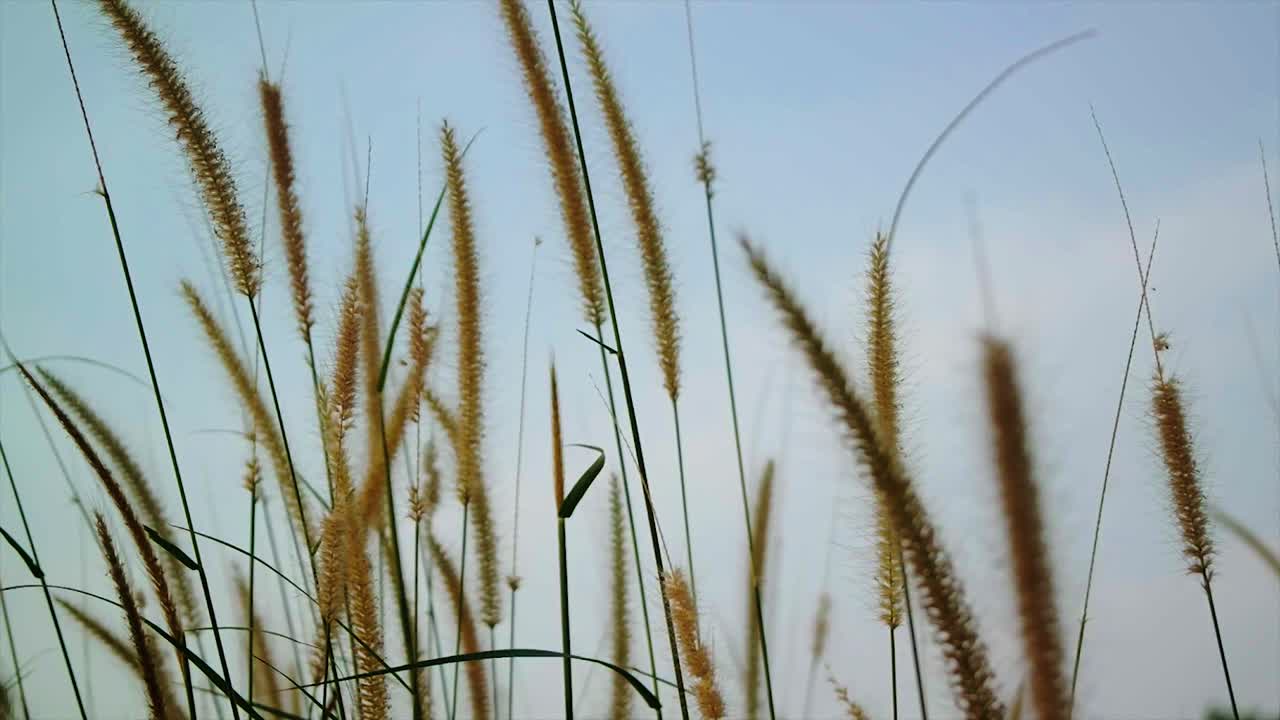 노란 잔디에 바람이 천천히 분다