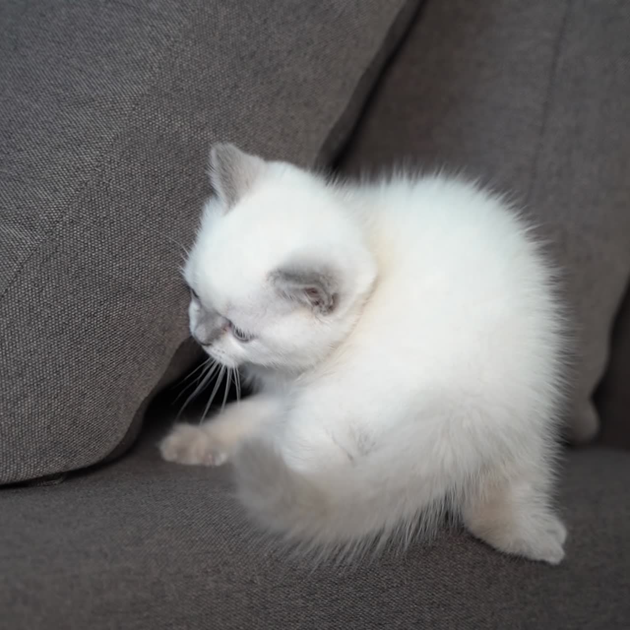 Gatto sul divano in casa