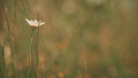 beautiful wildflowers swaying in the wind, captured with a petzval-style lens that adds a vintage, dreamy atmosphere with soft swirly bokeh and warm pastel tones.