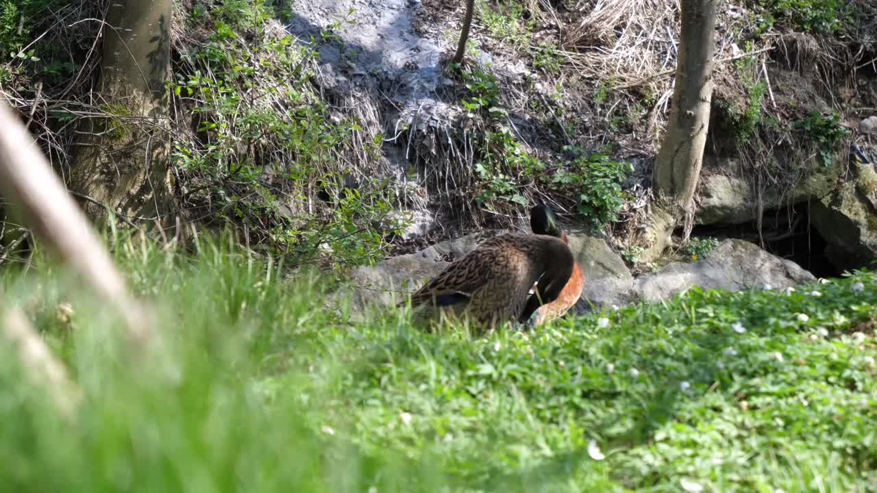 Un germano reale maschio e una femmina che si puliscono le piume con il becco su un prato verde con alcuni fiori bianchi.