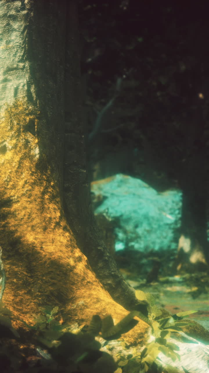cerca de un tronco de árbol con la luz del sol brillando a través de las hojas