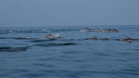 Pod-Of-Spinner-Dolphins-Swimming-And-Porpoising-In-The-Sea-Near-Shoab-Beach-In-Socotra,-Yemen