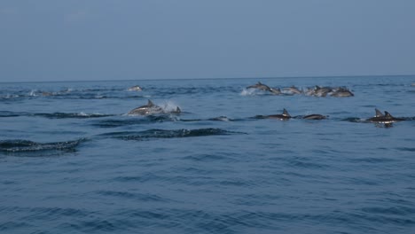 grupo de delfines giradores nadando y pescando marsopas en el mar cerca de la playa de shoab en socotra, yemen