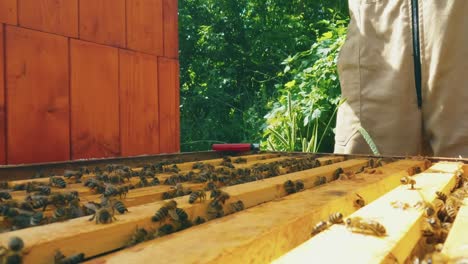 Beekeeper-with-smoker-and-tool-adjusts-gaps-between-frames-with-honeycomb