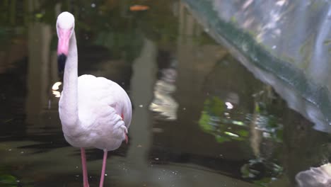 elegante flamenco mayor, phoenicopterus roseus, camina lentamente hacia la cámara, sumerge su pico en agua ondulante, busca comida, parque de vida silvestre langkawi, toma de primer plano de movimiento manual