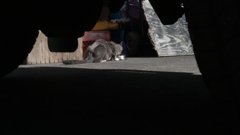 under car view of a stay cat eating food placed by a good samaritan