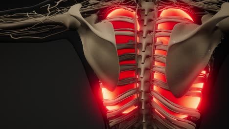 Examen-De-Radiología-De-Pulmones-Humanos