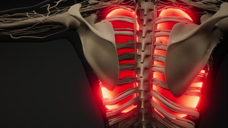 examen radiológico de los pulmones humanos