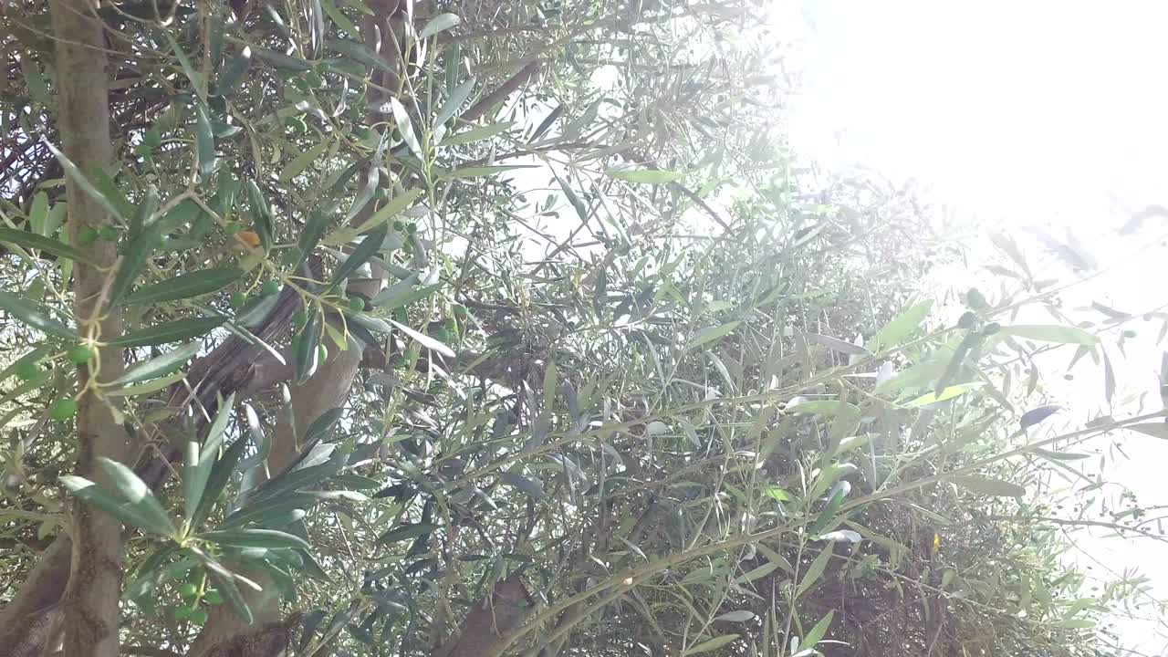 올리브 나무 의 꼭대기 가지