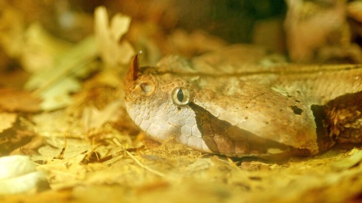 Gaboonviper med horn, der rækker tunge