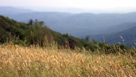 Hierba-Que-Sopla-En-El-Viento-En-Las-Montañas-Blue-Ridge