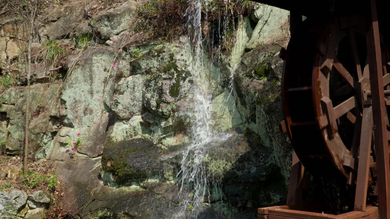 Ruota idraulica rustica in legno sotto un tetto di paglia che ruota accanto a una pittoresca cascata che scorre giù per le rocce muschiose nel parco di un villaggio sudcoreano durante la primavera