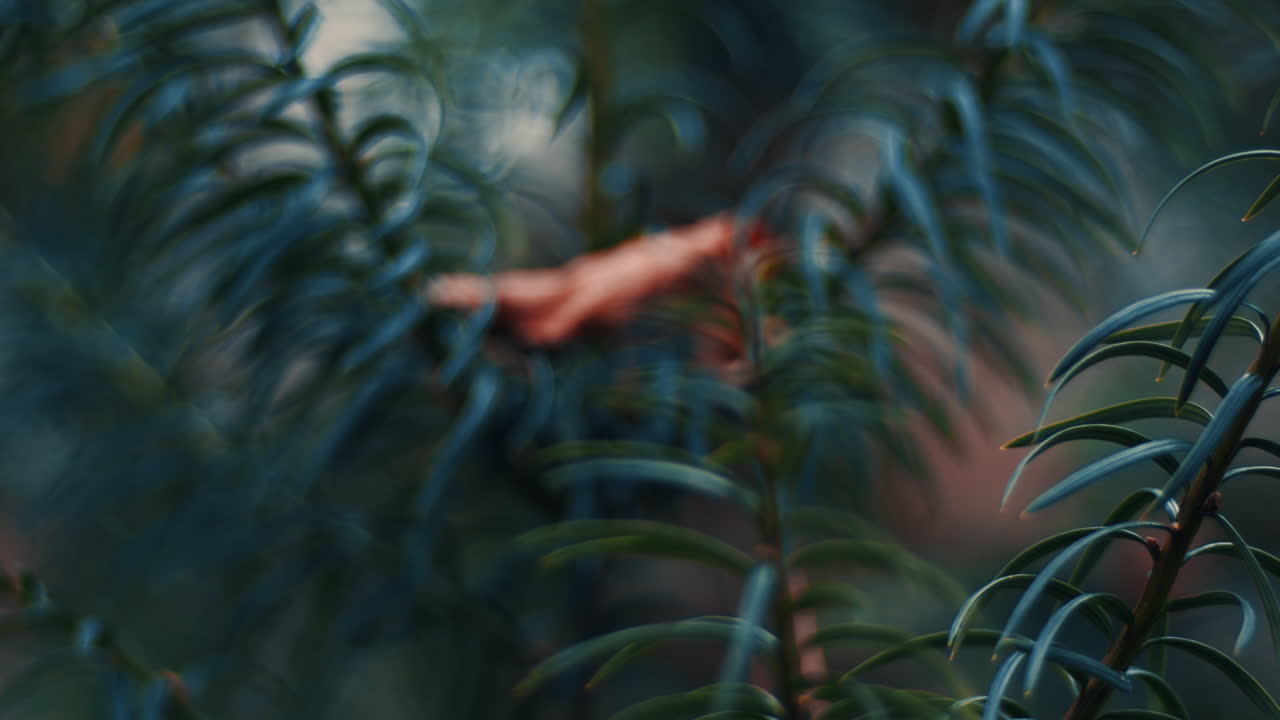 cerca de un pino con hojas de otoño marrones en el bosque