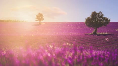 Cinemagraph-4k-Uhd-De-Un-Hermoso-Campo-De-Lavanda-En-La-Famosa-Provenza-En-La-Costa-Azul-En-Francia