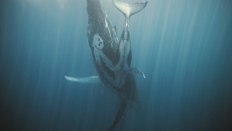 stunning display of power and strength from humpback whale descending vertically into deep blue ocean abyss