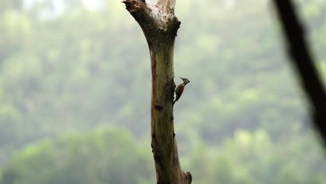 un pájaro pájaro hembra está comprobando a sus polluelos en un agujero en una rama de árbol