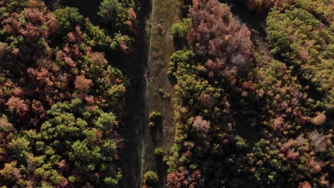 aerial top down above dark forest and fall foliage in emigration canyon utah, usa