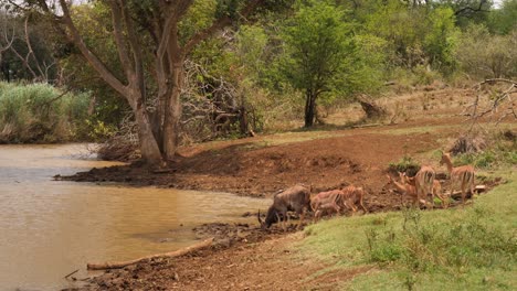 Manada-De-Antílopes-Nyala-Beben-Agua-Turbia-Del-Soleado-Estanque-Africano