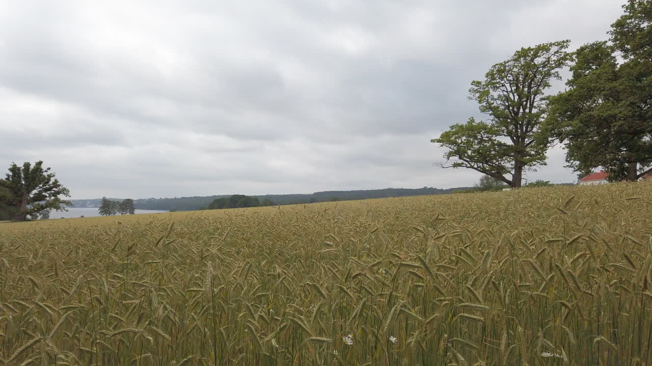campo de avena ondeando en el viento en el condado de vestfold, noruega